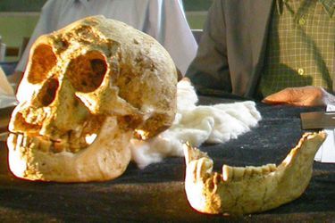 Le crâne est une mandibule de l'homme de Florès, découverts en 2003. 