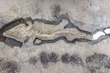Un squelette ichthyosaure trouvé à Leicestershire, au Royaume-Uni.