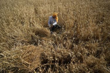 Un agriculteur récolte du blé sous une chaleur écrasante à la périphérie de Jammu, en Inde, le 28 avril. Le blé est très sensible aux vagues de chaleur, surtout quand ses grains mûrissent. Les fortes températures ont par endroit décimé des récoltes, le 28 avril.