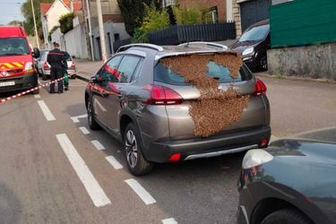 Des abeilles ont trouvé refuge sur une voiture au Havre, le 29 avril.