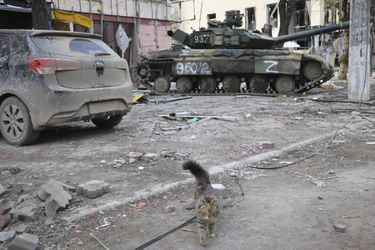 Un chat dans les rues de Marioupol, le 4 mai 2022.