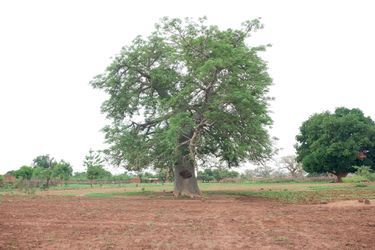 Au Burkina Faso, 350 000 nouveaux arbres, dont une majorité de baobabs.