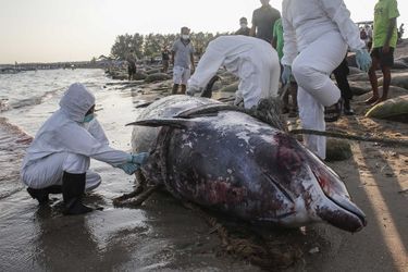 Une baleine à bec de Cuvier échouée à Bali. (image d'illustration)