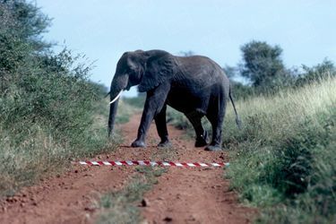Au Kenya, la ligne équinoxiale poursuit sa route à travers la savane du parc national Meru. Cet éléphant ne la traversera pas ; il est resté dans l’hémisphère Sud.