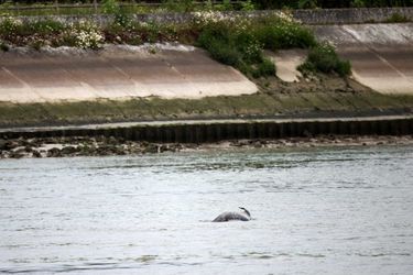 L'orque photographiée dans la Seine à Jumièges, en Normandie.