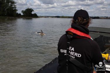 Le cadavre de l'orque découvert par l'ONG Sea Shepherd France, lundi à 11h48.