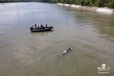 Le cadavre de l'orque découvert par l'ONG Sea Shepherd France, lundi à 11h48.