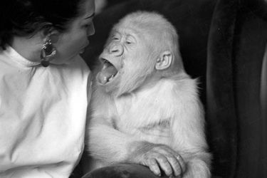 «Tirez la langue ! Seul gorille albinos connu, il est d&#039;une constitution plus fragile que ses frères au poil brun.» - Paris Match n°943, 6 mai 1967.