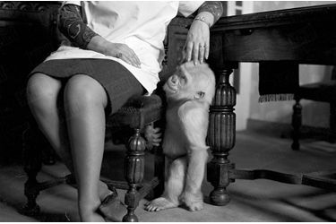 Flocon de Neige, seul gorille albinos connu à ce jour, pose pour Paris Match chez le docteur Luera, directeur du zoo de la ville de Barcelone, et son épouse Maria Garcia, en mars 1967.