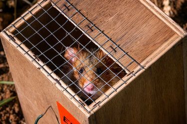 Un des hamsters d&#039;Alsace réintroduit dans la nature, le 14 juin 2022.