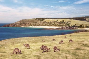 Sur l&#039;Île Kangourou, en Australie-Méridionale.