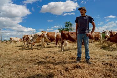 DAVID BUISSON, 31 ans, éleveur à Laveyron (Drôme). Fin mai et déjà plus d’herbe à brouter : il doit donner du foin à ses vaches montbéliardes.