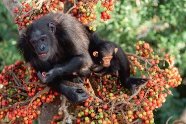 Nile et sa fille dans un ficus. Les jeunes chimpanzés restent très proches de leur mère pendant les 4 premières années de leur vie, avant leur sevrage. Ils apprennent peu à peu par l&#039;observation de leur mère puis des autres membres du groupe, quels aliments consommer.