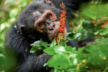 Ce chimpanzé de Kibale, en Ouganda, consomme des baies de Phytolacca dodecandra, une plante parasitaire utilisée aussi en médecine traditionnelle.