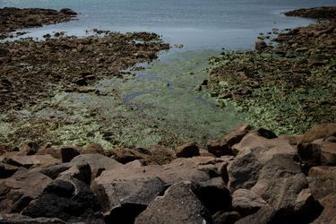 Les algues vertes recouvrent la baie du Curnic, à Guissény, dans le département du Finistère. Photo prise le 21 juin 2022.