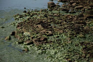 Les algues vertes recouvrent la baie du Curnic, à Guissény, dans le département du Finistère. Photo prise le 21 juin 2022.