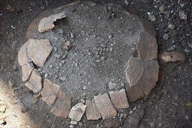 Des restes d'une tortue d'Hermann femelle ont été trouvés à Pompéi au niveau d'anciens décombres.