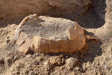 Des restes d'une tortue d'Hermann femelle ont été trouvés à Pompéi au niveau d'anciens décombres.