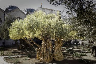L'olivier du Christ dans le jardin Gethsémani à Jérusalem