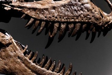Le squelette de Gorgosaurus, une espèce de dinosaure cousin du T-Rex et ayant vécu il y a plus de 77 millions d&#039;années, est à vendre aux enchères par la maison Sotheby&#039;s.