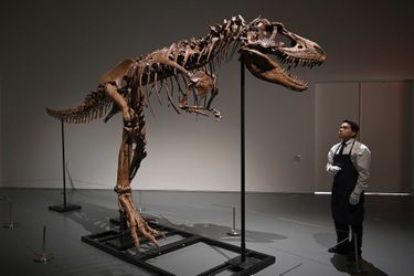 Le squelette de Gorgosaurus, une espèce de dinosaure cousin du T-Rex et ayant vécu il y a plus de 77 millions d&#039;années, est à vendre aux enchères par la maison Sotheby&#039;s.