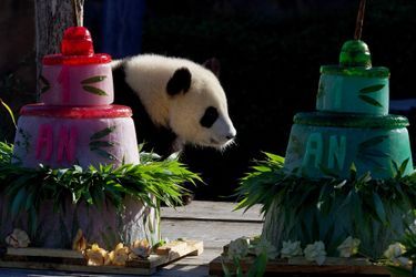 Les jumelles pandas ont célébré mardi leur premier anniversaire sans s'attarder.