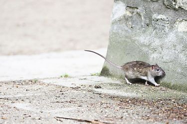Un rat -ou surmulot-, en vadrouille au square Saint-Lambert dans le 15e arrondissement de Paris.