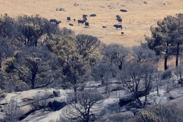 Des taureaux broutent à la ferme près d'une zone brûlée par le feu de forêt, alors que le pays connaît une vague de chaleur, à Cebreros, Avila, Espagne, le 21 juillet 2022.