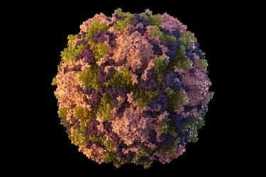 Une illustration du virus de la polio.
