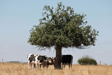 Des vaches se protègent de la chaleur à Forest-en-Cambrésis, France, le 8 août 2022.