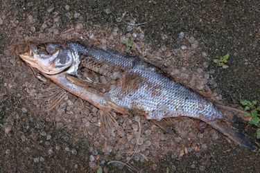 "Nous n'avions jamais eu d'opération de cette ampleur sur un fleuve auparavant", a déclaré à l'AFP Monika Nowakowska-Drynda du bureau de presse national des pompiers. Elle a confirmé qu'environ 100 tonnes de poissons morts avaient été récupérées depuis vendredi. 