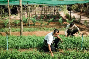 La ferme biologique du Shinta Mani Wild utilise des techniques d’agriculture traditionnelle sans pesticides et une utilisation mesurée de fertilisants.