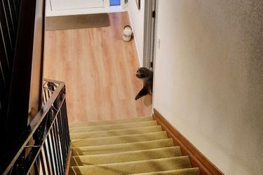 L'otarie, photographiée alors qu'elle se trouvait en bas des marches, à la poursuite du chat qu'elle a pourchassé.