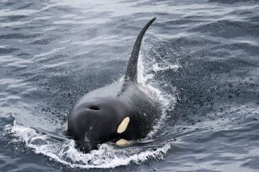 L'orque ou épaulard peut atteindre dépasser les 9 mètres de longueur pour un poids de quatre tonnes. 