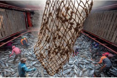 BANGKOK, THAÏLANDE Le «Sea Glory II » décharge ses proies congelées en provenance des îles Marshall, à 14000 kilomètres. Elles seront livrées à une usine de Thai Union, le géant mondial du thon en boîte. En France, il alimente la marque Petit Navire