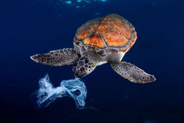 Au large de Tenerife, cette tortue verte essaie de manger ce qu'elle croit être une méduse ; en réalité, un sac en plastique...<br />
