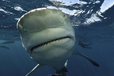 Image d'illustration. Le photographe sous-marin John Moore, 55 ans, a pris ces photos au large de Jupiter en Floride alors que les requins taureaux nageaient autour d'un plongeur.