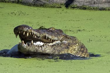 Le crocodile chassé au Zimbabwe dépassait les 4,5 mètres...