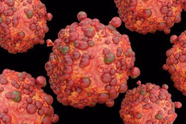 Virus de la variole du singe.