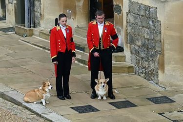 Les corgis de la reine, Muick et Sandy sont promenés à l'intérieur du château de Windsor le 19 septembre 2022, avant le service d'engagement de la reine Elizabeth II de Grande-Bretagne. 