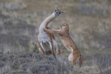 Second de la catégorie "Les animaux dans leur environnement" : Ingo Arndt. Un puma femelle chassant un guanaco mâle adulte dans le Parc national Torres del Paine, au Chili. 