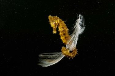 Vainqueur de la catégorie "Vie sous-marine" : Francisco Javier Murcia Requena. Durant leur vie, les hippocampes juvéniles se déplacent généralement en s'accrochant à tout objet flottant. Parfois, ils évoluent grâce à un morceau d'herbe de mer, une algue ou un morceau de plastique. Cette fois, un jeune hippocampe se déplaçait à l'aide d'une plume de mouette.