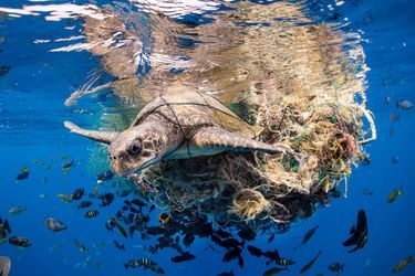 Vainqueur de la catégorie "Conservation" : Simon Lorenz. Une tortue olivâtre empêtrée dans une masse de débris marins, au Sri Lanka.