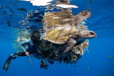 Second de la catégorie "Connexion humaine" : Simon Lorenz. Un guide de plongée sauve une tortue olivâtre coincée dans un amas de débris en plastique au Sri Lanka.