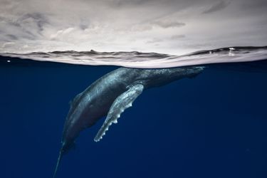 Vainqueur de la catégorie "Portfolio" : Matty Smith. Un baleineau à bosse vise la surface pour respirer.