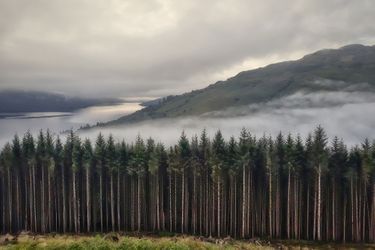 Second de la catégorie "mobile" : Vince Campbell. Une scène mystique près du Loch Lomond, en Ecosse. Le bois étaient baignés dans le "Scotch mist". Cette photo a été prise juste avant l'apparition du soleil. (Samsung SM-J530f)