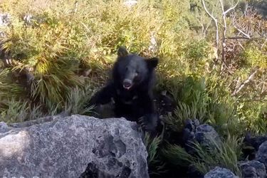 L'ours qui a attaqué un grimpeur sur le mont Futago.