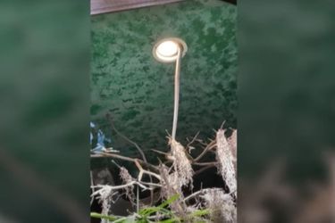 La fuite du cobra par un luminaire récemment installé a été filmée par un visiteur.