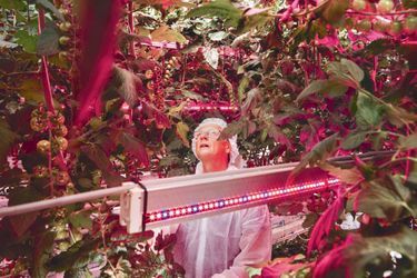 Un scientifique, au Delphy Improvement Center, à Bleiswijk, étudie le meilleur axe de lumière pour la croissance des tomates.