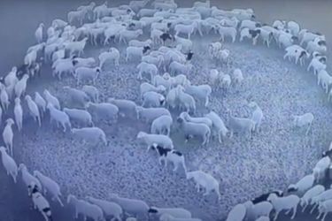 En Mongolie intérieure, des dizaines de moutons marchent en cercle depuis près de 15 jours.